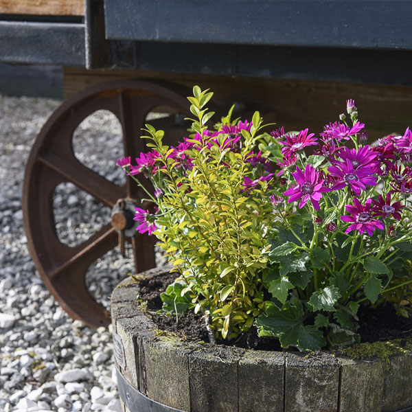 Planter outside Derbyshire Hills shepherds hut