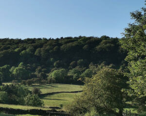 Views of the local woodland