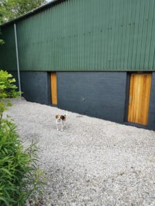 Dog at Derbyshire Hills Campsite
