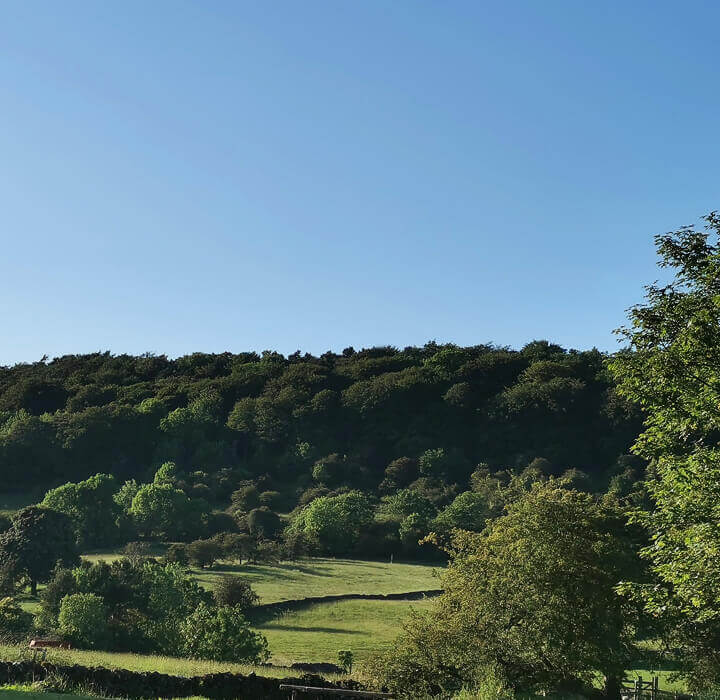 Woodland views from Derbyshire Hills Campsite