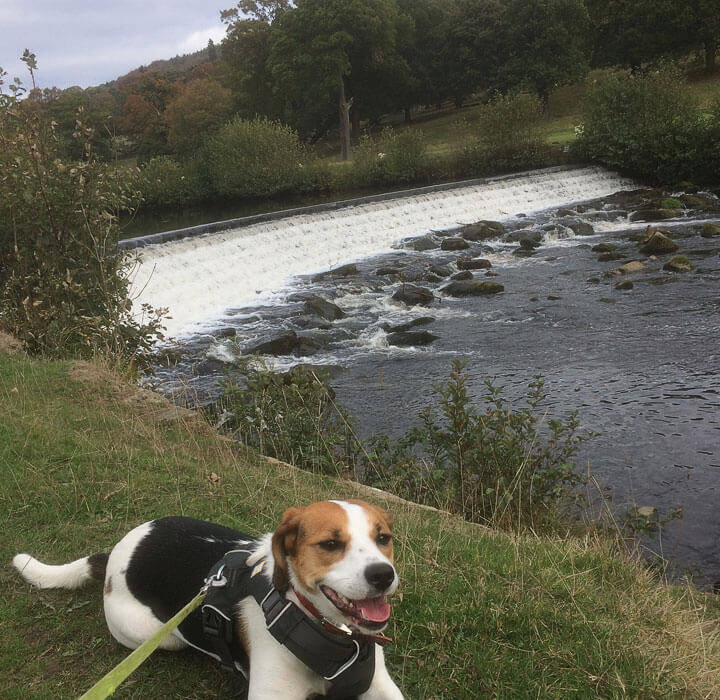 happy-trail-companion A happy trail companion resting by the weir on the river derwent